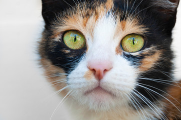 Three colors cat close portrait with glass eyes looking forward