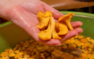 in women's hands a few chanterelle mushrooms, the rest are soaked in water