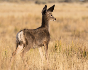 Mule Deer Fawn