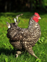 French Maran Rooster