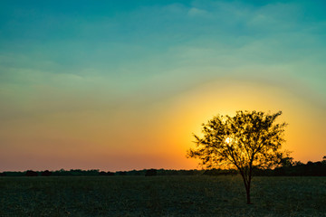 Fototapeta na wymiar pequeño árbol de algarrobo con el sol detrás y el sol azul y amarillo