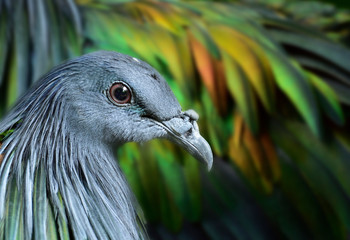 Head shgot of Nicobar Pigeon, grey face and metal green feathers bird