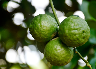 Green bergamot and green leaves on blurred background