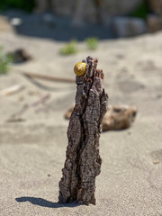 Tronco en la playa con caracol