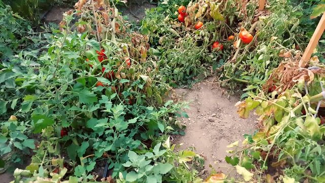Walking in the vegetable garden full of organic tomatoes