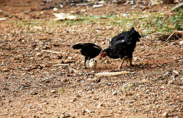 Young chickens digging for food in a gravel-field in front of the house.