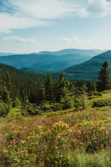 Carpathians. View of the peaks of the mountain ranges. Beautiful landscape.