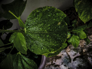 green leaf with water drops