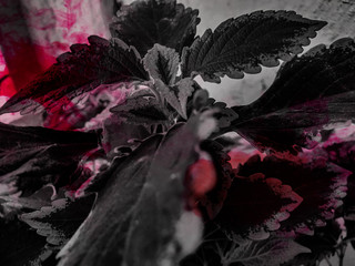 rose petals on black water color on leaves