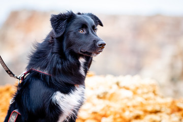 Side portrait of focused dog, black border collie on the leash.