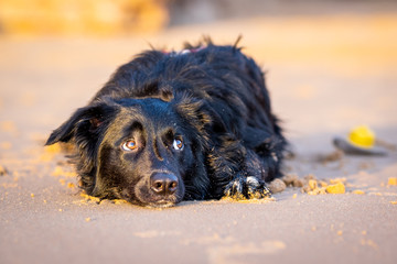 Cute black border collie puppy lying on the beach. So tired.