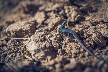 Lizard Psammodromus algirus - Large Psammodromus. Lacertidae (Gallotiinae), Sauria, Lacertoidea, Squamata (lizards).