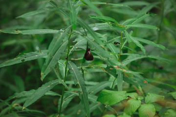 autumn in the forest