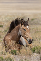 Fototapeta premium Beuatiful Wild Horse in the Utah Desert