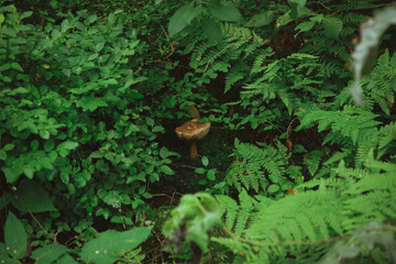 autumn in the forest
