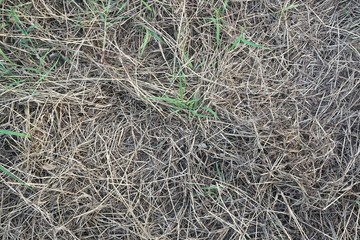 close up dry grass texture in country farm