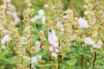 butterfly on a flower
