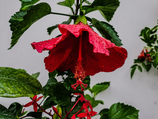 red rose isolated on white