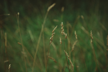 green grass background