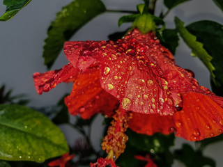 red rose with water drops