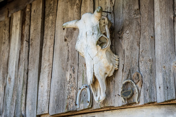 the cow skull hangs on a wooden wall