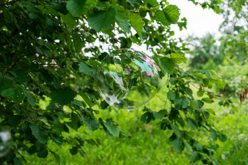 Soap bubble flies on a background of greenery