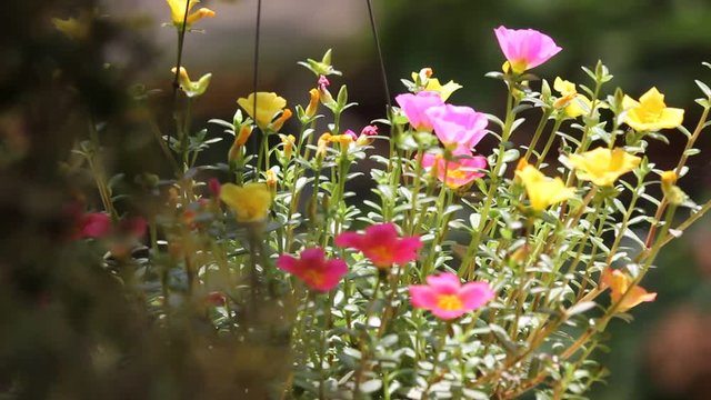 Clip of Pink and Yellow Common Purslane flower