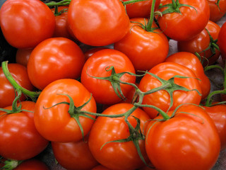 ripe tomatoes in boxes. the harvest