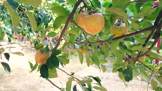 Organic yellow apples growing on the tree in the garden