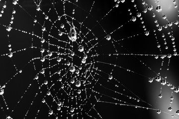 Fototapeta premium Spider web with water droplets - black and white