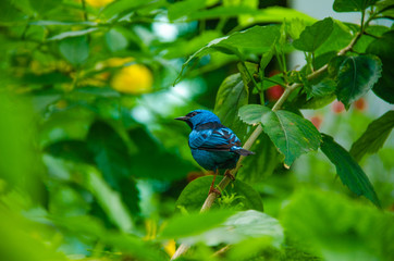 Ave en la naturaleza