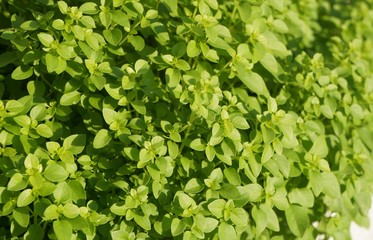 Basil plant growing in the garden.
