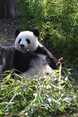Naklejka premium giant panda eating bamboo