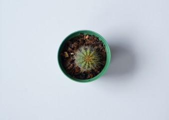 Miniature Cactus plant in a pot on white background.
