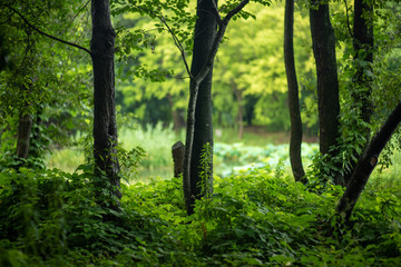 forest in the morning