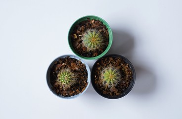 Cactus plants in pots on white background. Friar's Head Cactus,
