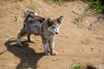 wet gray dog walks along the beach
