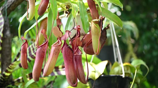 食虫植物　ウツボカズラ