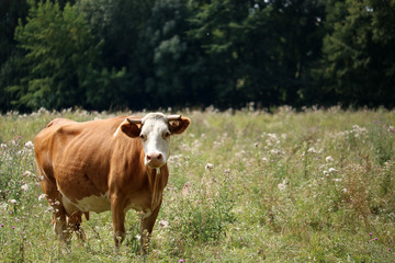 Cows grazing in the meadow. Ukraine, Cherkasy. Selective focus.