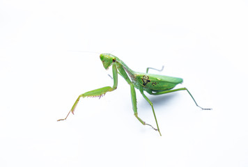A female mantis on a white background