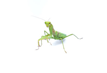 A female mantis on a white background