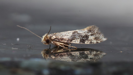 Éste insecto es llamado Nemapogon o Polilla