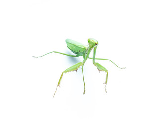 A female mantis on a white background