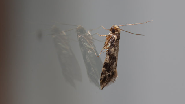 &Eacute;ste insecto es llamado Nemapogon o Polilla