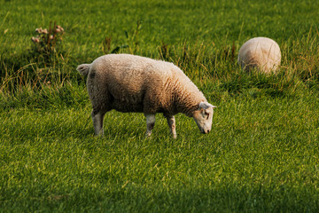 Sheep and lamb in the field