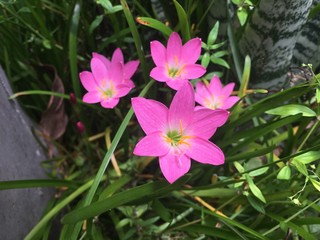 Pink Rain Lily with yellow stamens blooming in the morning sun on green stems.