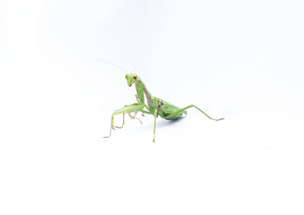 A female mantis on a white background