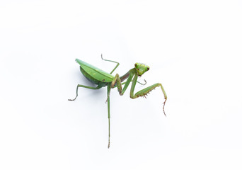 A female mantis on a white background