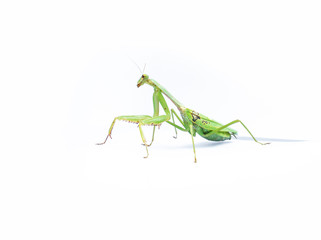 A female mantis on a white background