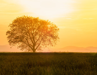 Fototapeta na wymiar Solitär Baum zur goldenen Stunde